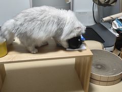 -猫大福·Fortune Cat猫舍(百子湾店)