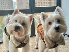 -翊宠yipet猫狗购宠庄园犬舍•猫舍