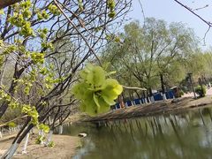 -长白岛森林公园