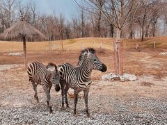 -北京野生动物园