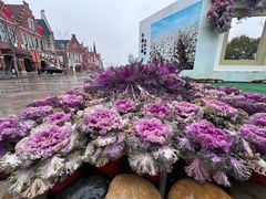 -荷兰花海