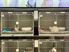 -翊宠yipet猫狗购宠庄园