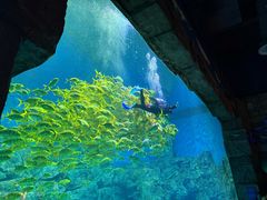-芜湖新华联大白鲸海洋公园