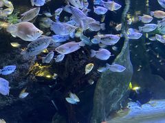 -上海海洋水族馆