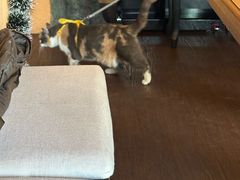 -猫岛主趣味餐厅(鼓浪屿店)
