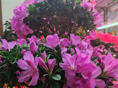-花鸟鱼虫鲜花绿植市场(玉泉路店)