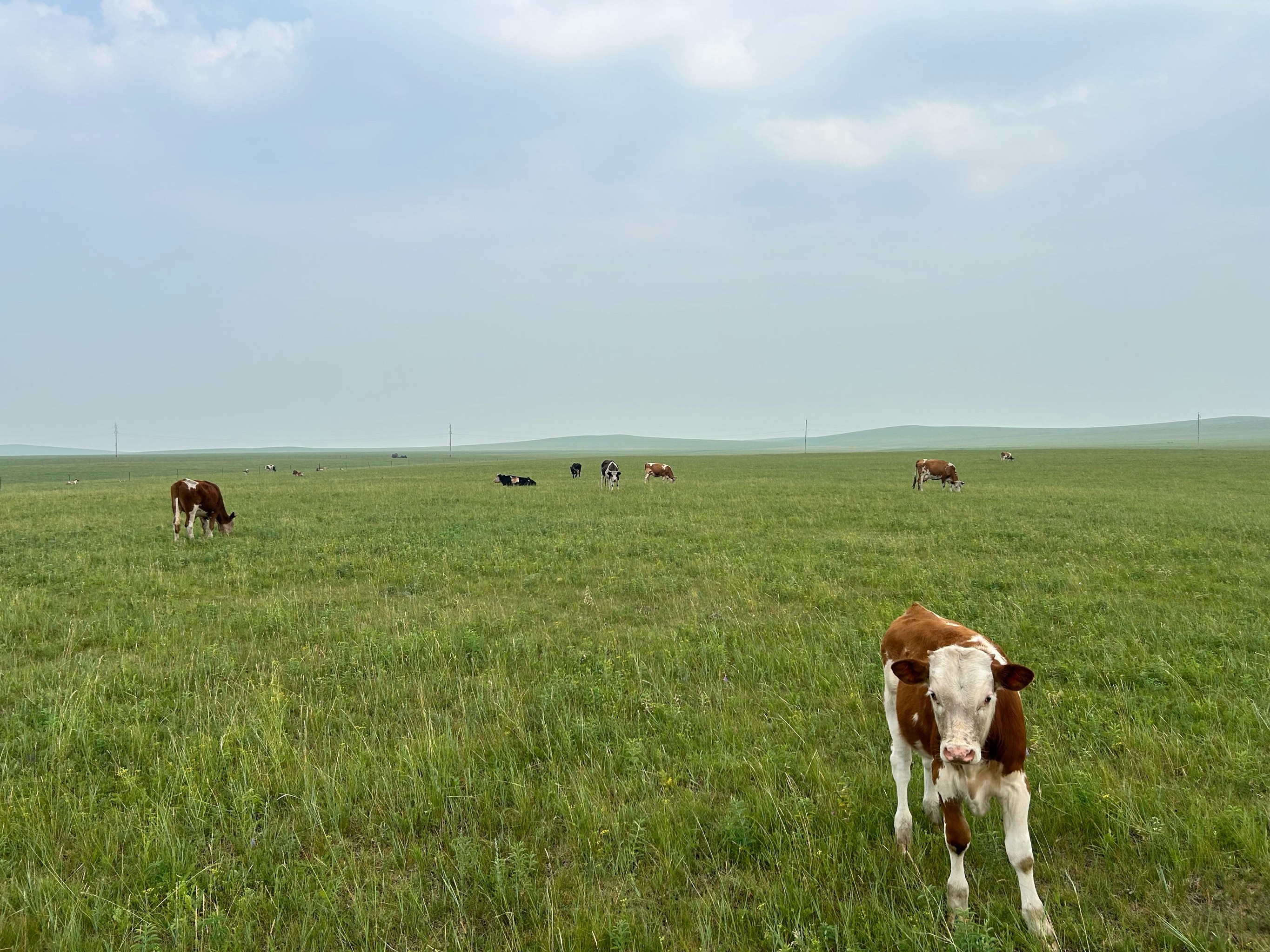 草原最美的花 火红的萨日朗 那些不一样的
