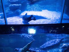 -海合安青岛极地海洋公园