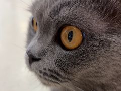 -共舞时光猫咖·狗咖(新街口店)