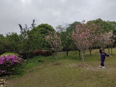 -南山植物园