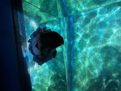 -暹罗海洋世界
