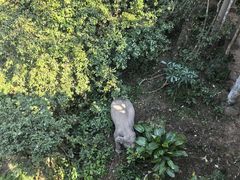 -野象谷景区