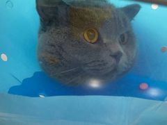 -伟伟宠物医院·CT影像中心·瑞派犬猫综合性门诊(汉口总院)