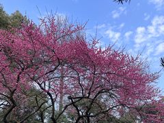 -杭州植物园
