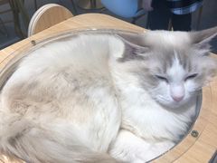 -飞行喵MR PILOT|猫舍·猫咖(静安大融城店)