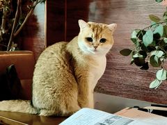 -咖法森林·咖啡  酒吧(天河店)