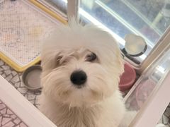 -momokira米努特·德文卷毛猫·棉花面纱犬