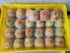 -老袁家蜜桃农场·阳山水蜜桃