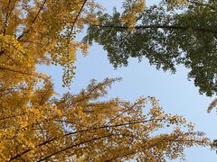 -三里屯东五街银杏大道
