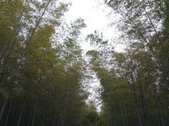 -求雨山文化公园