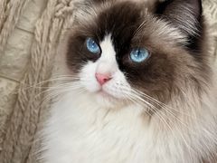-平行世界·猫咖(首经贸店)