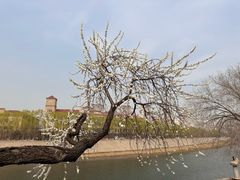 -桃花堤公园