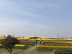 -杭州湾海上花田景区