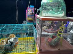 -中环花鸟鱼虫市场