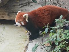 -成都动物园