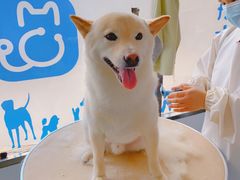 -宠颐生宠物医院·犬猫全科·皮肤科(商业街店)