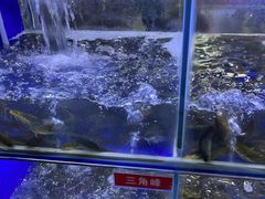 -石锅苗苗鱼(武汉首店)