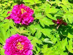 -东华门大街小区