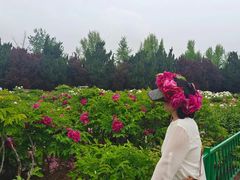 -曹州牡丹园