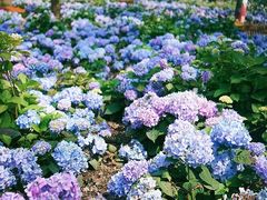 -上海共青森林公园