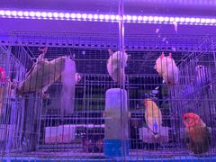 -花鸟鱼虫鲜花绿植市场(玉泉路店)