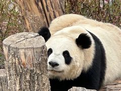 -青藏高原野生动物园