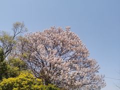 -洛龙公园