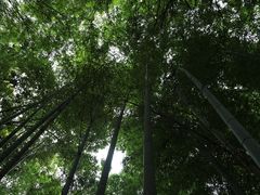 -天龙寺