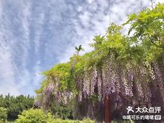 -嘉定紫藤园