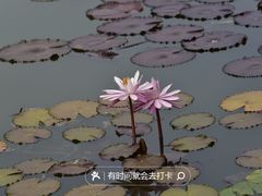 -国家植物园南园