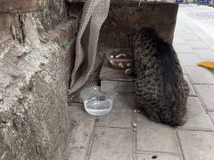 -宠物星动物医院·眼科·异宠·猫科(江南大道总院)