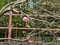 景点-广州市石门国家森林公园