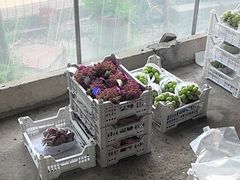 -马陆小张葡萄园农家乐