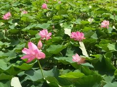 -西青郊野公园