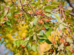 -三里屯东五街银杏大道