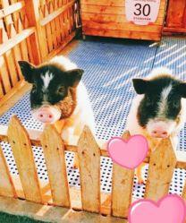 -萌宠亲子动物乐园(槐房万达店)