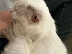 -楼上猫咖(罗湖店)
