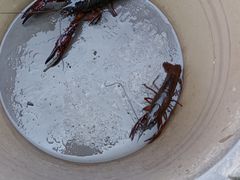 -同銮特种养殖场·龙虾垂钓