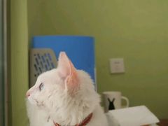 -思宇宠物医院