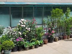 -花鸟鱼虫鲜花绿植市场(玉泉路店)